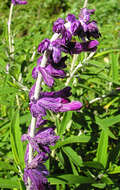 Imagem de Salvia leucantha Cav.