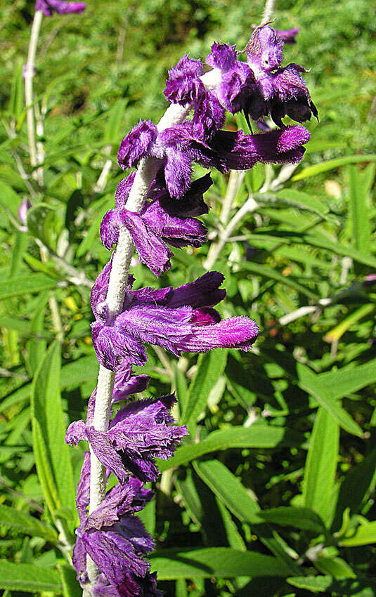 Image of Mexican bush sage