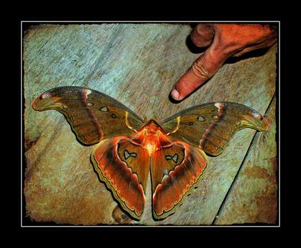 Image de Attacus Linnaeus 1767