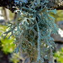 Image of ring lichen