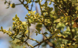 Imagem de Phoradendron leucarpum subsp. tomentosum (DC.) J. R. Abbott & R. L. Thomps.