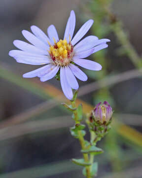 Image of Walter's aster