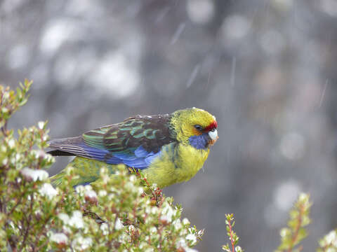 Image of Green Rosella