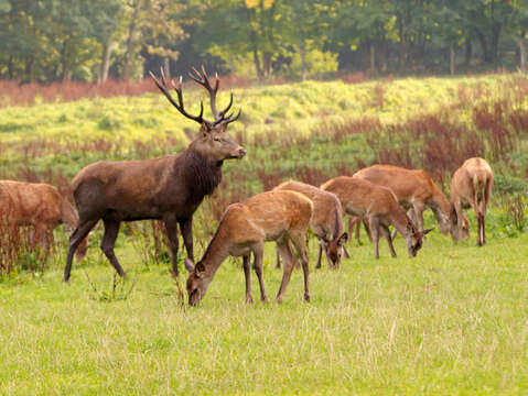 Image of Red Deer