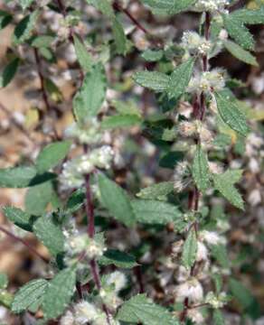 Image of Forsskaolea angustifolia Retz.