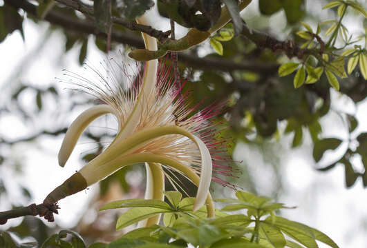 Image of Guiana-chestnut