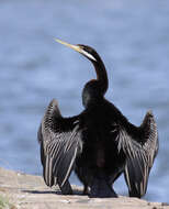 Image de Anhinga d'Australie