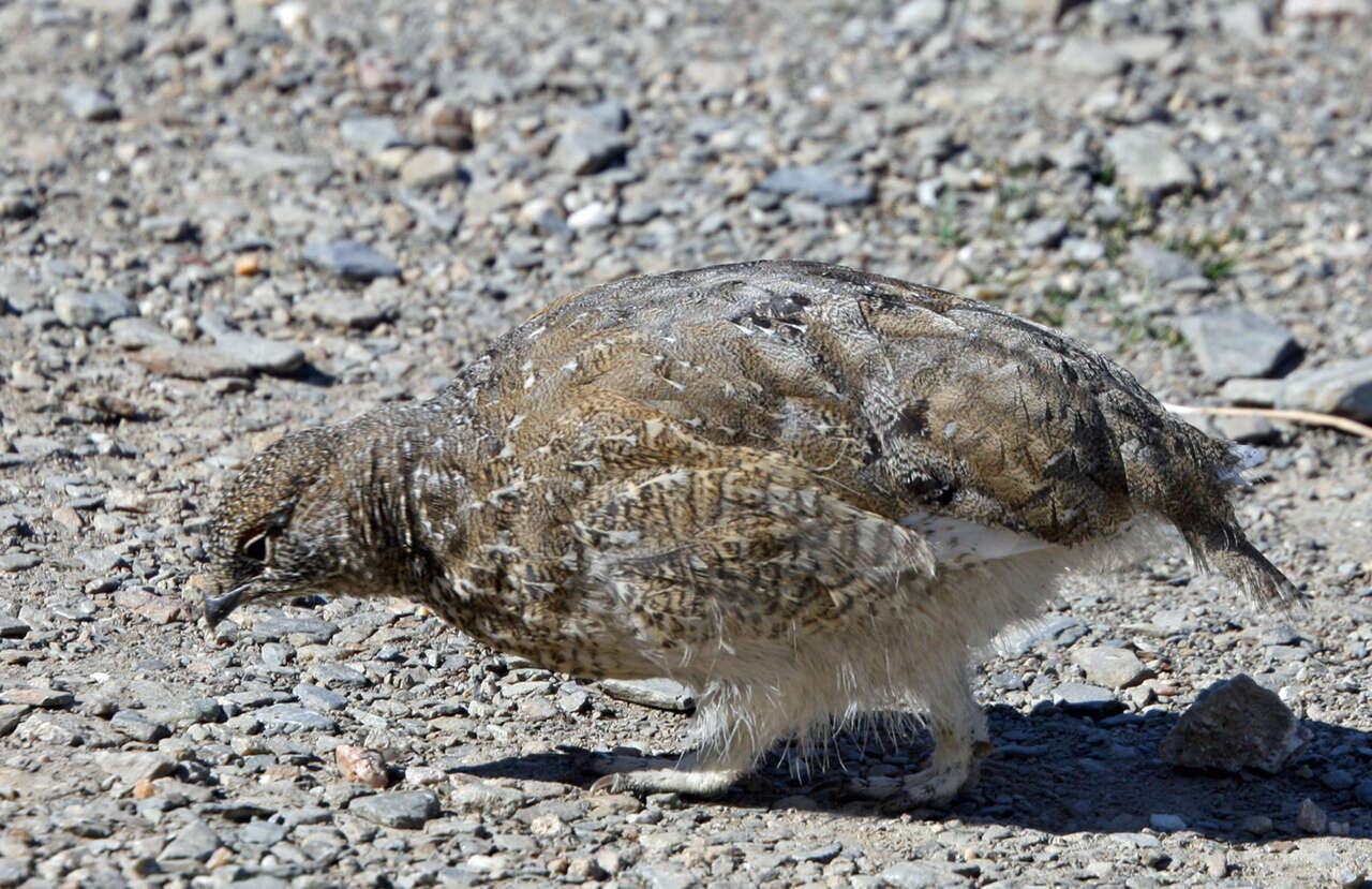 Imagem de Lagopus leucura (Richardson 1831)