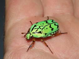 Image of flower chafers (beetles)