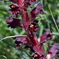 Orobanche sanguinea C. Presl的圖片