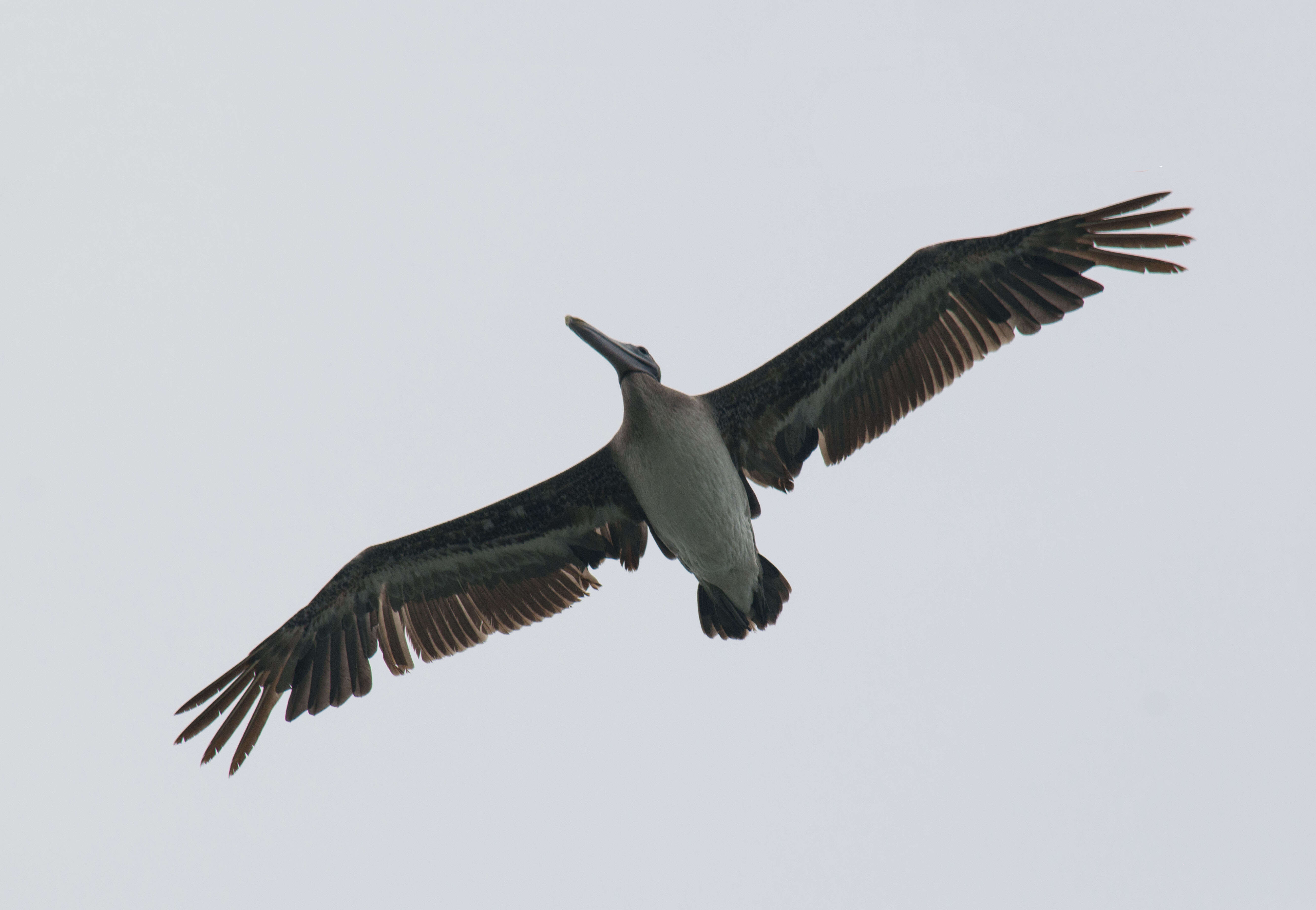 Image of pelicans