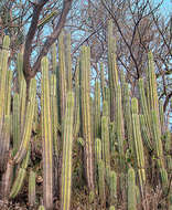 Image of Stenocereus aragonii (F. A. C. Weber) Buxb.