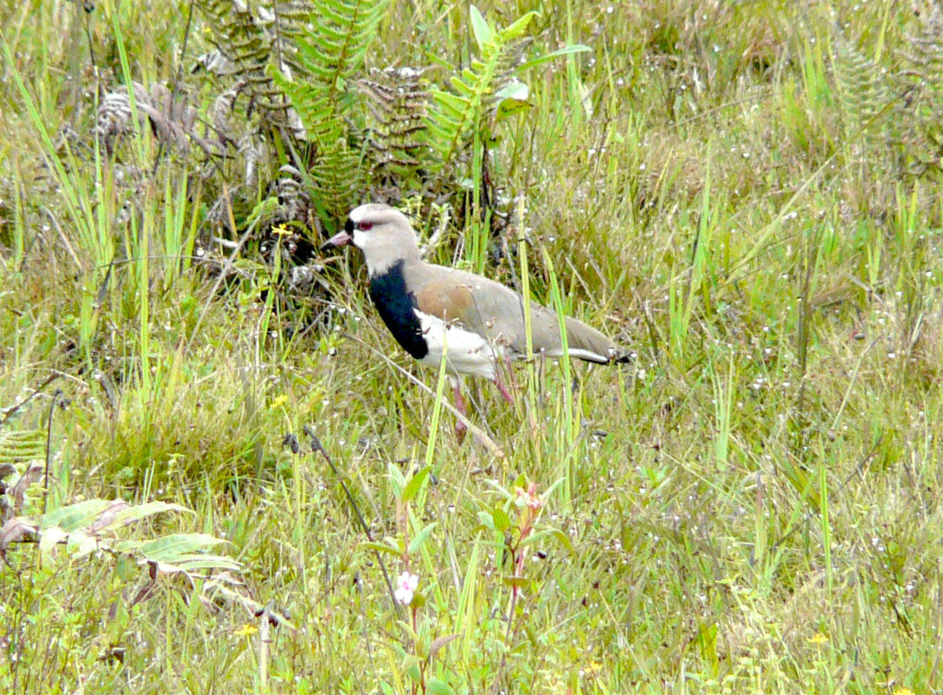 Image of Lapwing