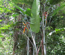 Image de Heliconia platystachys Baker