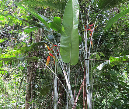 Image de Heliconia platystachys Baker