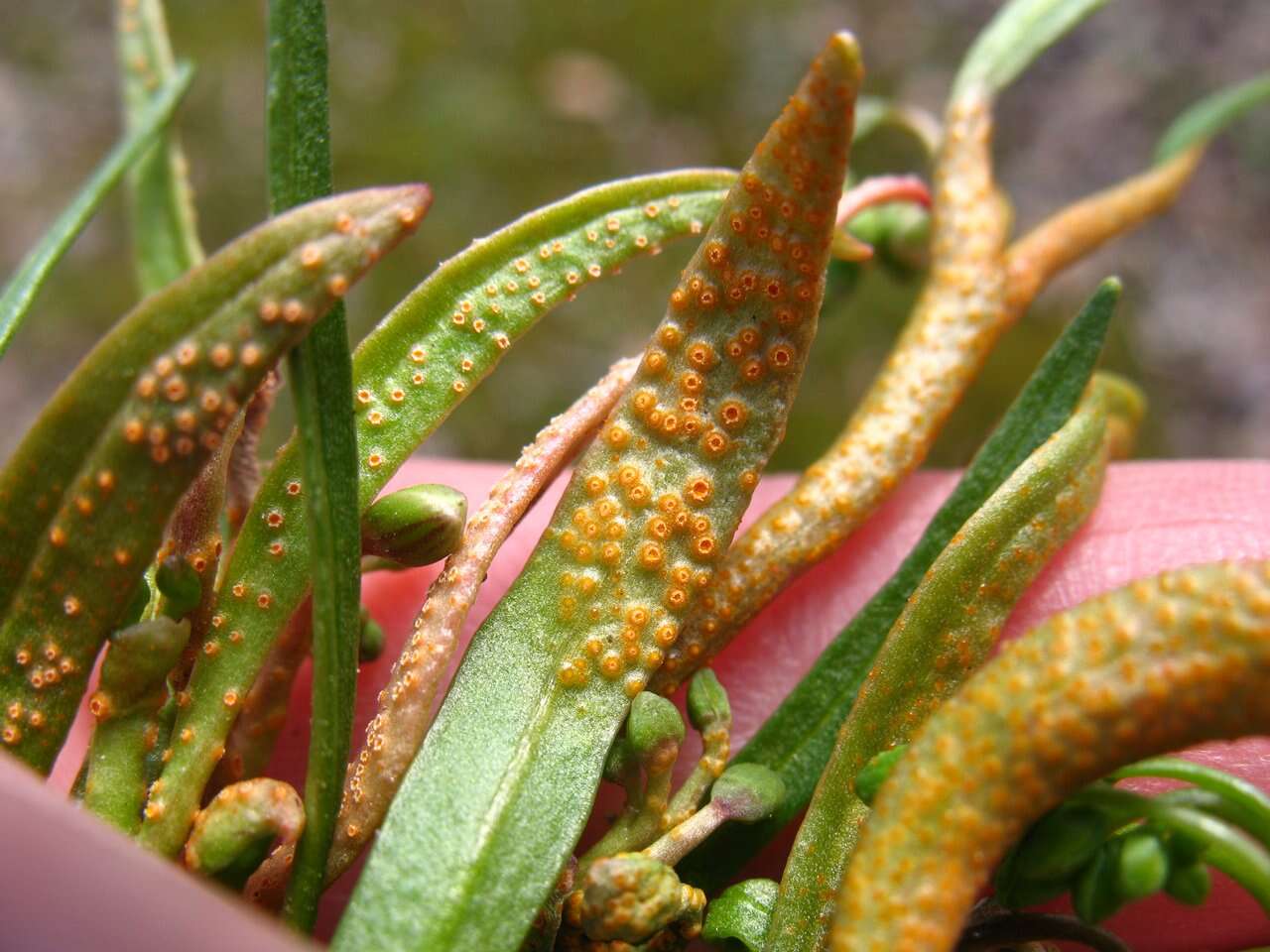 Image of Puccinia mariae-wilsoniae Clinton 1873