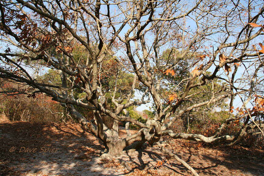 Sivun Quercus falcata Michx. kuva