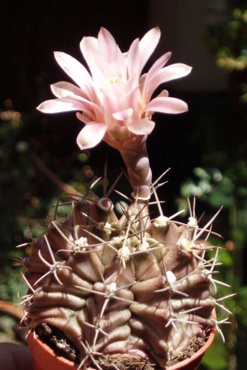 Plancia ëd Gymnocalycium mihanovichii (Fric & Gürke) Britton & Rose