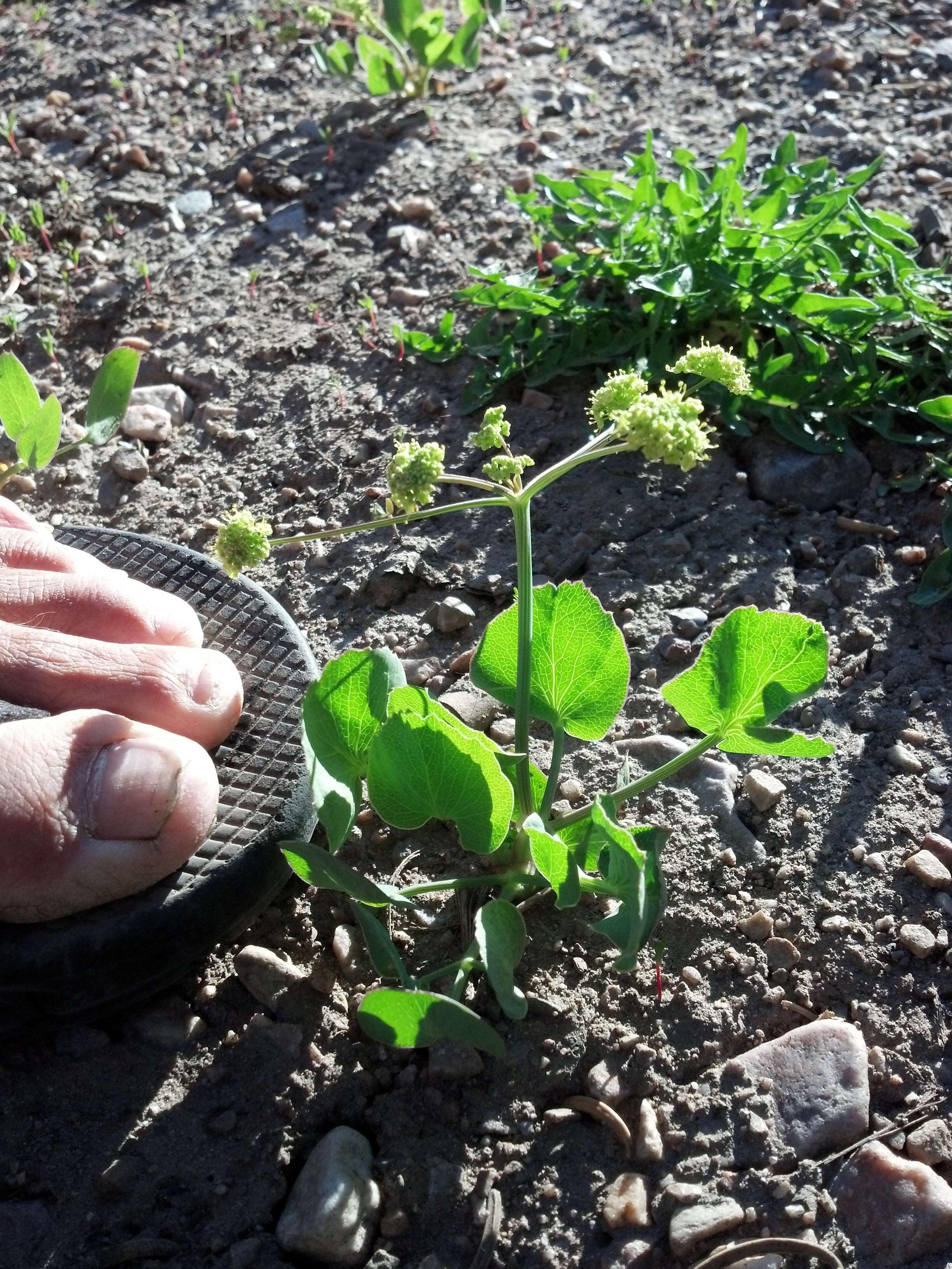 Imagem de Lomatium nudicaule (Pursh) Coult. & Rose