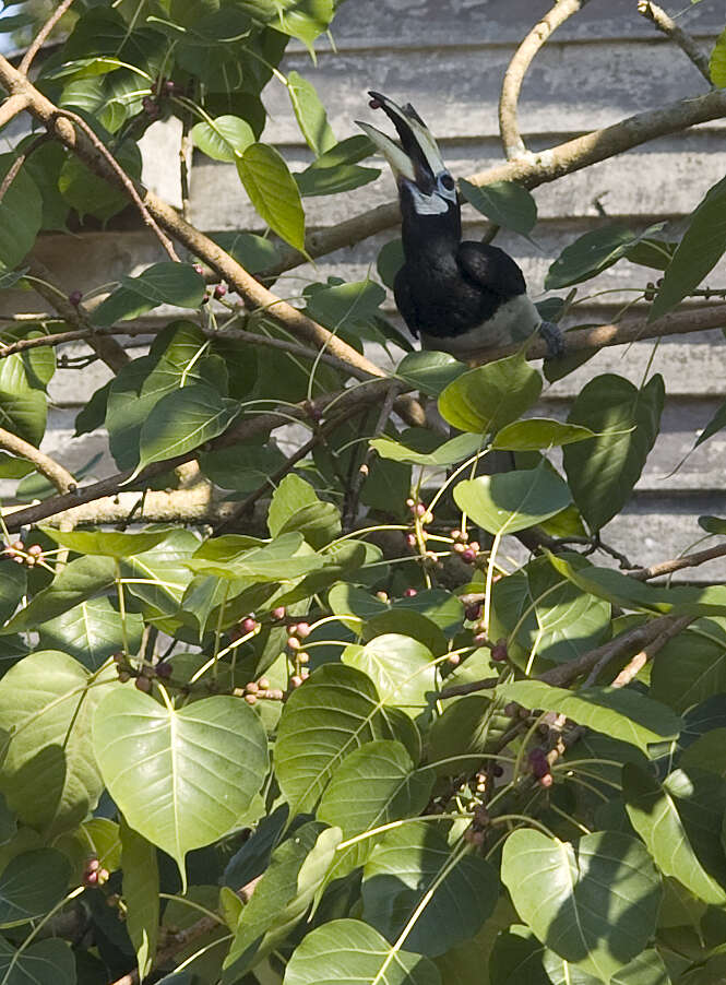 Image of Oriental Pied Hornbill