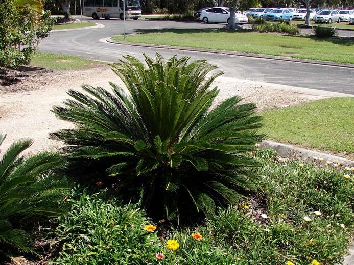 Image of Sago Palm