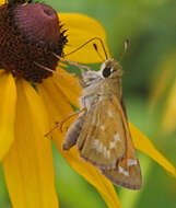 Plancia ëd Atalopedes campestris Boisduval 1852