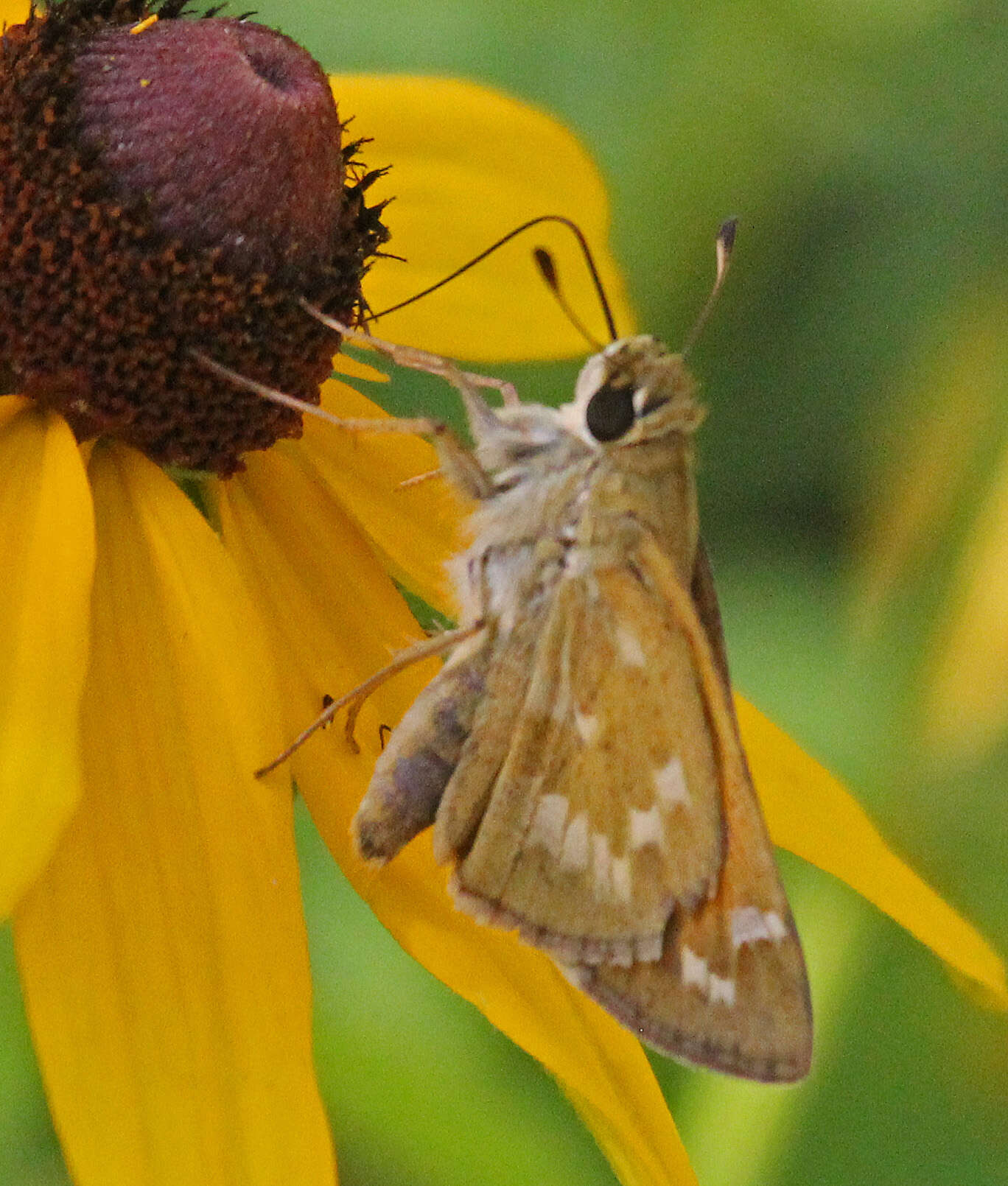 Plancia ëd Atalopedes campestris Boisduval 1852