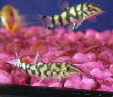 Image of Indian loaches