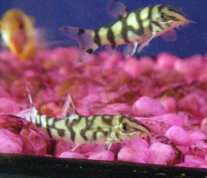 Image of Indian loaches