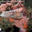 Image of Cape silvertip nudibranch