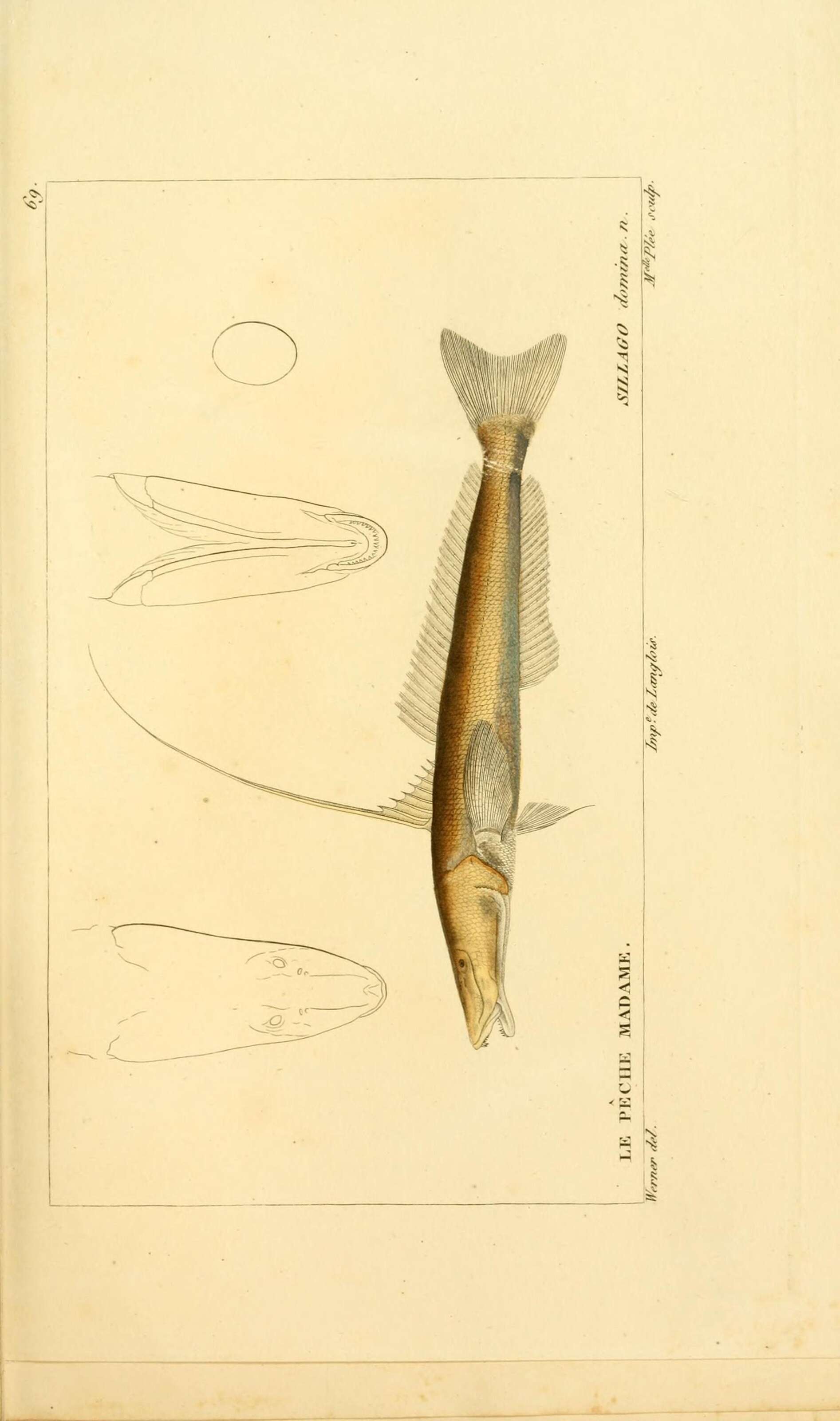 Image of Sillaginopsis