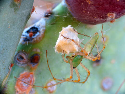 Image of Peucetia