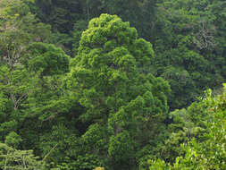 Image of Vochysia guatemalensis J. D. Smith