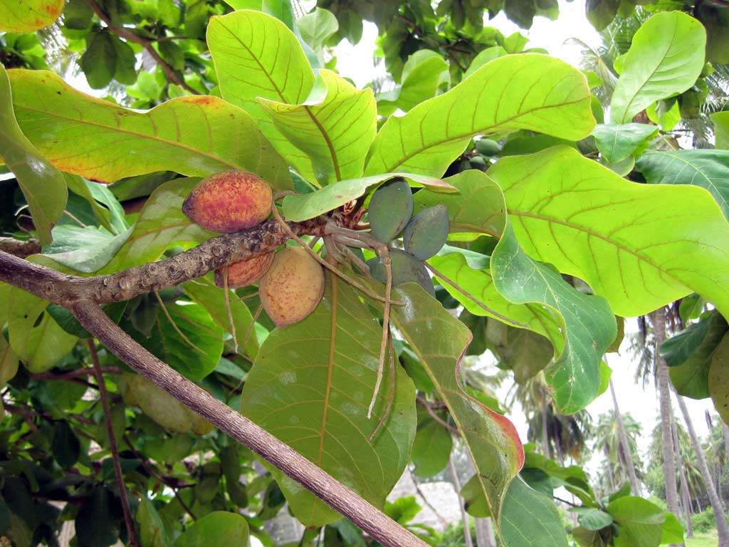 Image of tropical almond