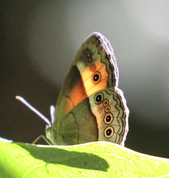 Image of Junonia orithya albicincta Butler 1875