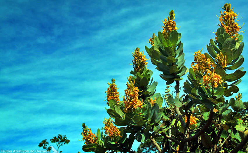 Image of Vochysia elliptica Mart.