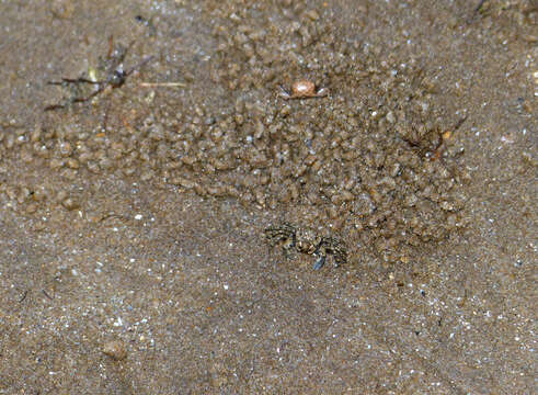 Image of Sand Bubbler Crab