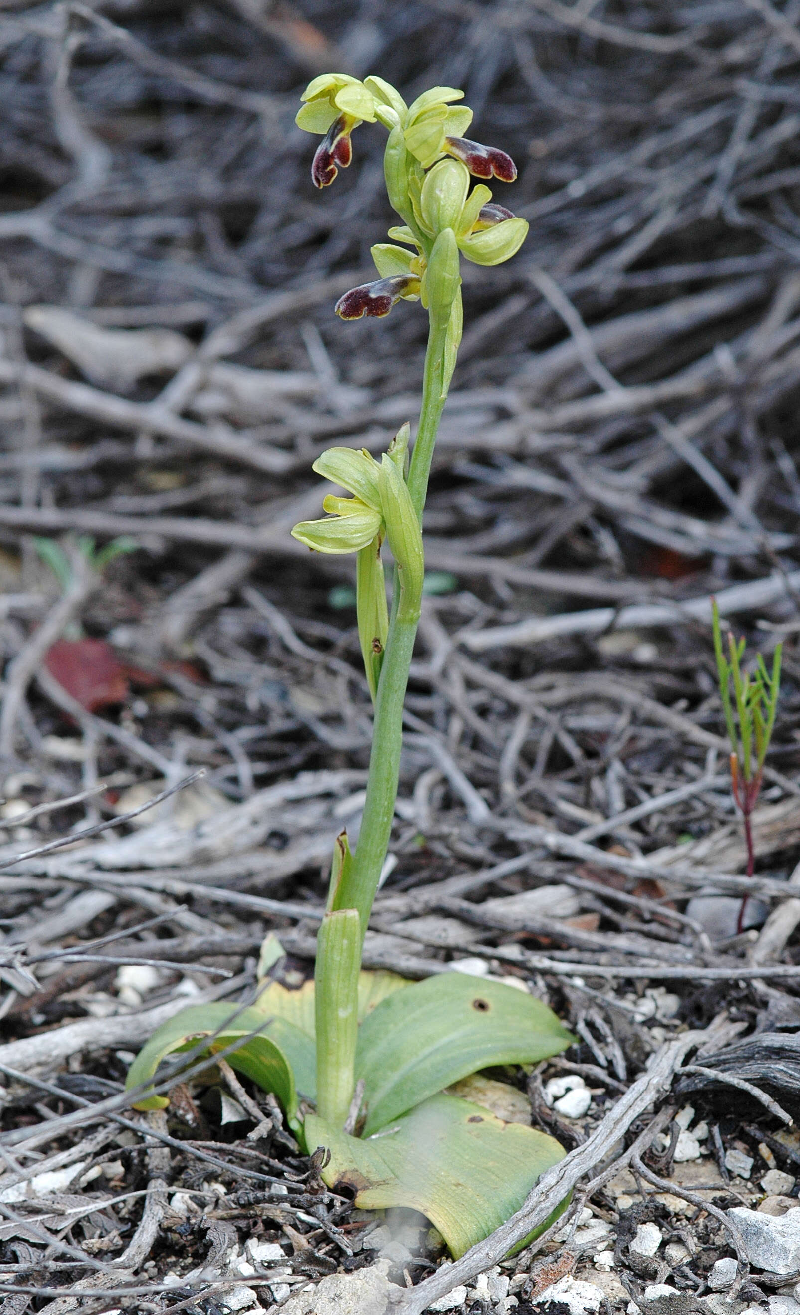 Image of Ophrys fusca subsp. cinereophila (Paulus & Gack) Faurh.