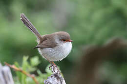 Image of Superb Fairy-wren