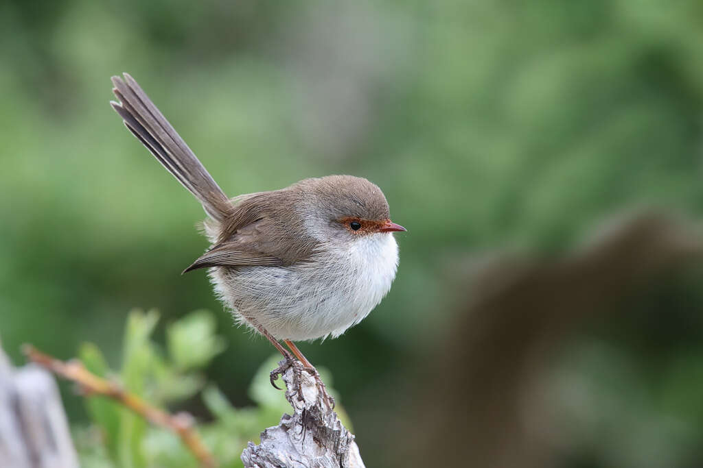 Image of Superb Fairy-wren