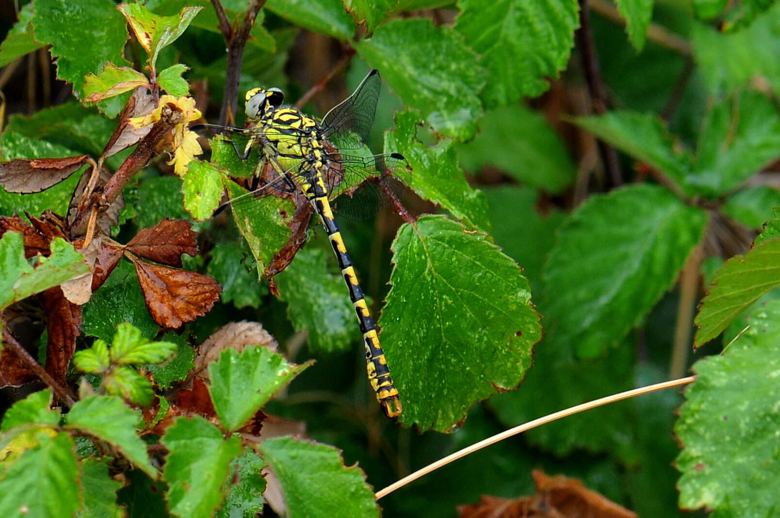 Image of Onychogomphus Selys 1854