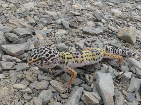 Image of Lichtenfelder's Gecko