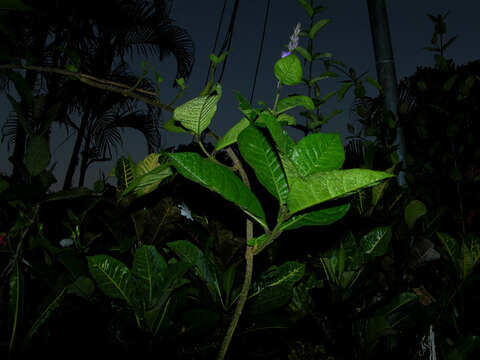 Image of Petrea volubilis