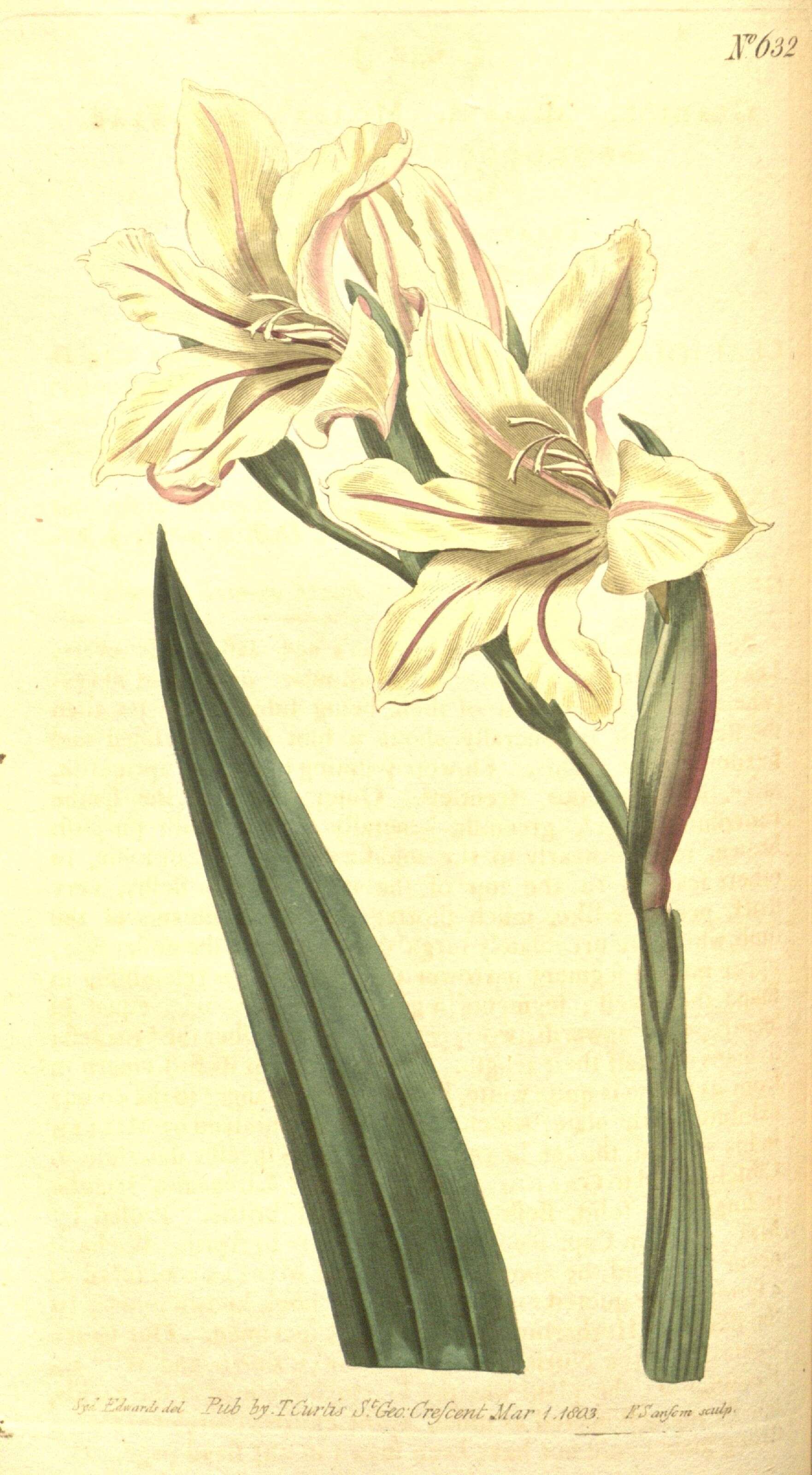 Image of Gladiolus grandiflorus Andrews