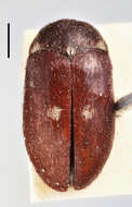 Image of Fur beetle