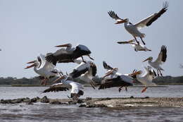 Image of pelicans