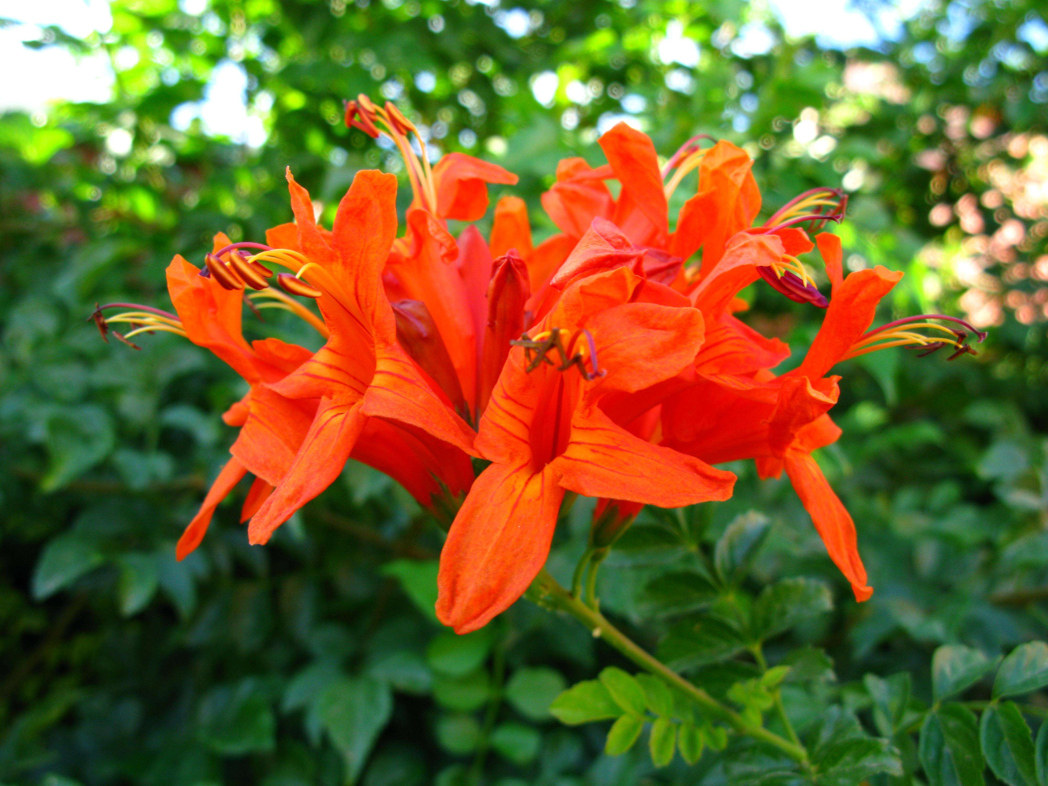 Image of Cape honeysuckle