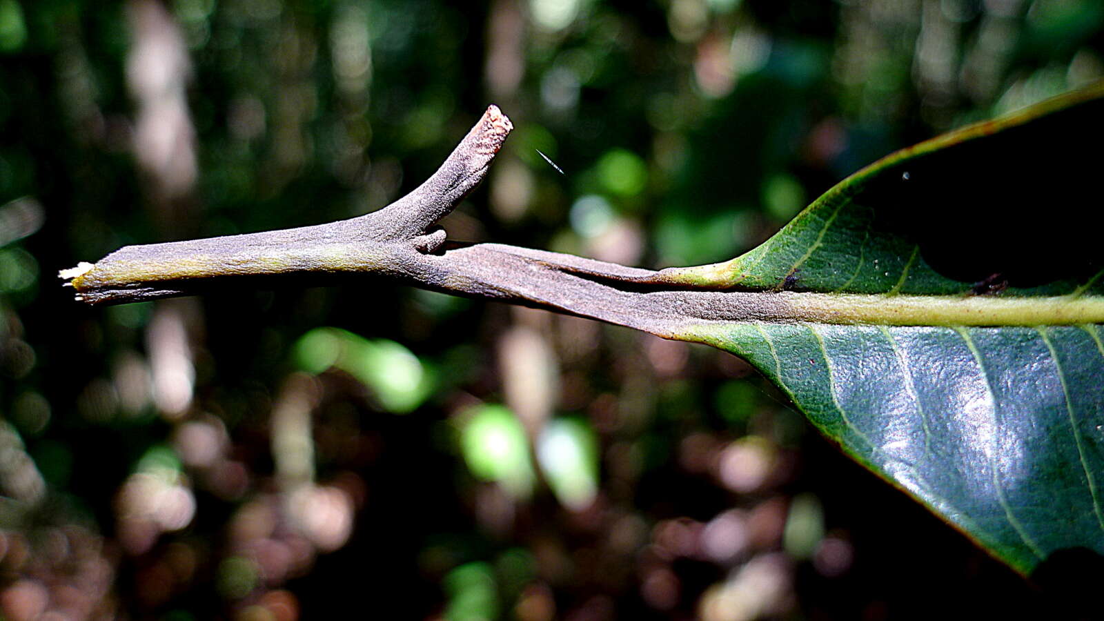 Image of Virola gardneri (A. DC.) Warb.