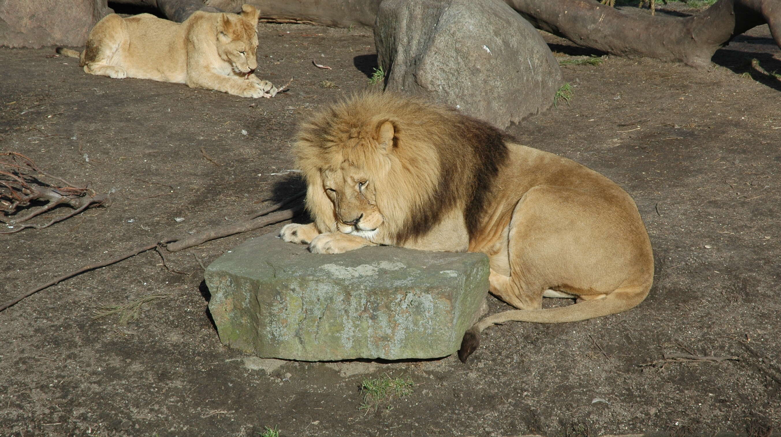 Image of big cats