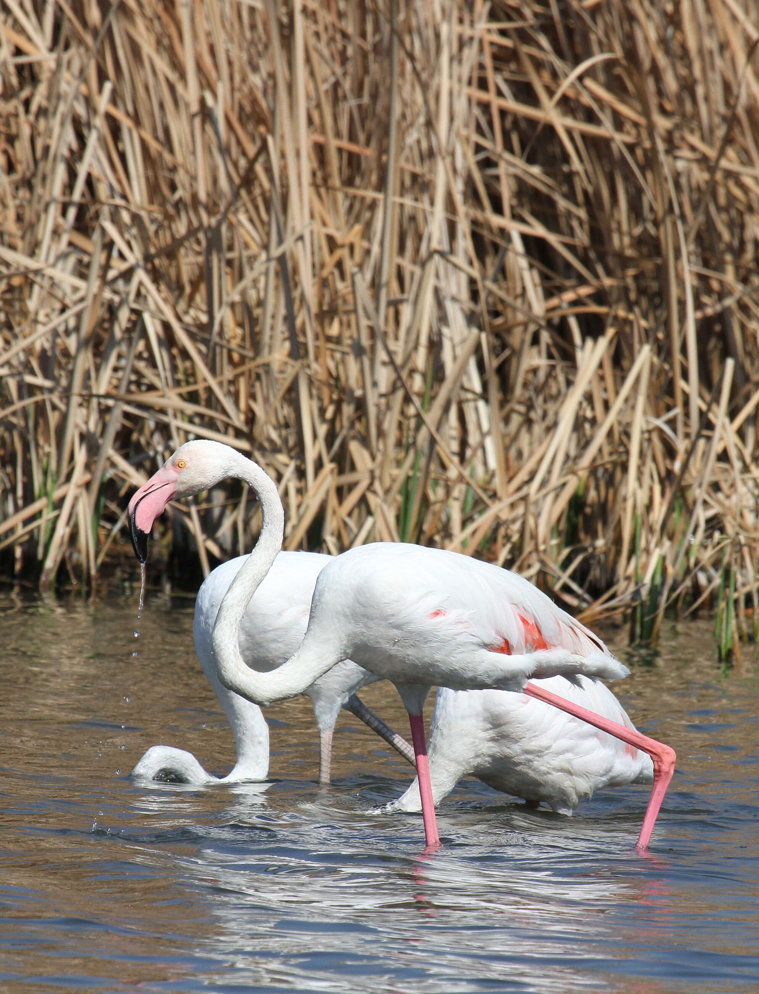 Imagem de Phoenicopterus Linnaeus 1758